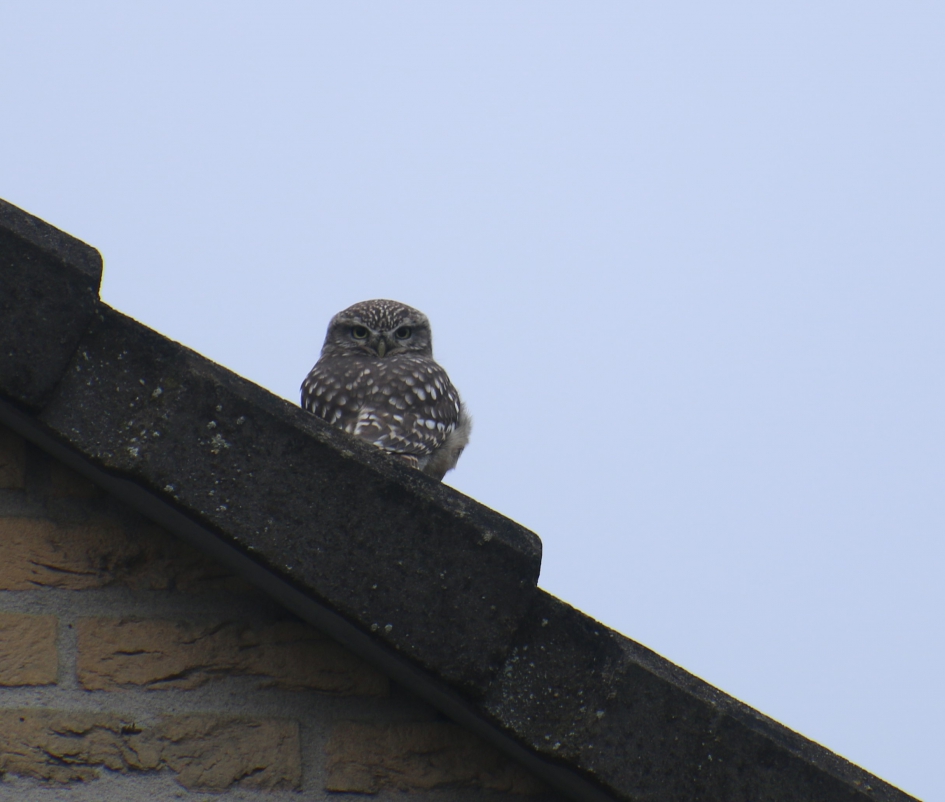 #Uitgezoomd - Vogels - 