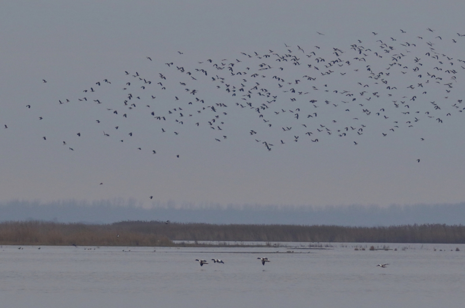 van alles wat - Vogels - 