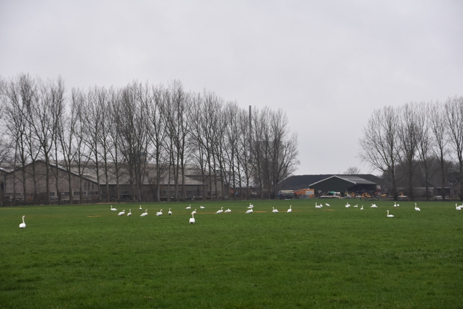 Veel, heel veel zwanen - Vogels - 