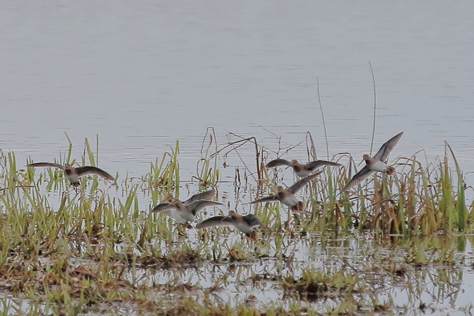 verdekt opgesteld - Vogels - watersnip