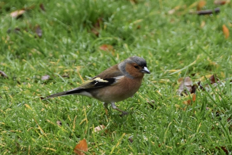 Vink