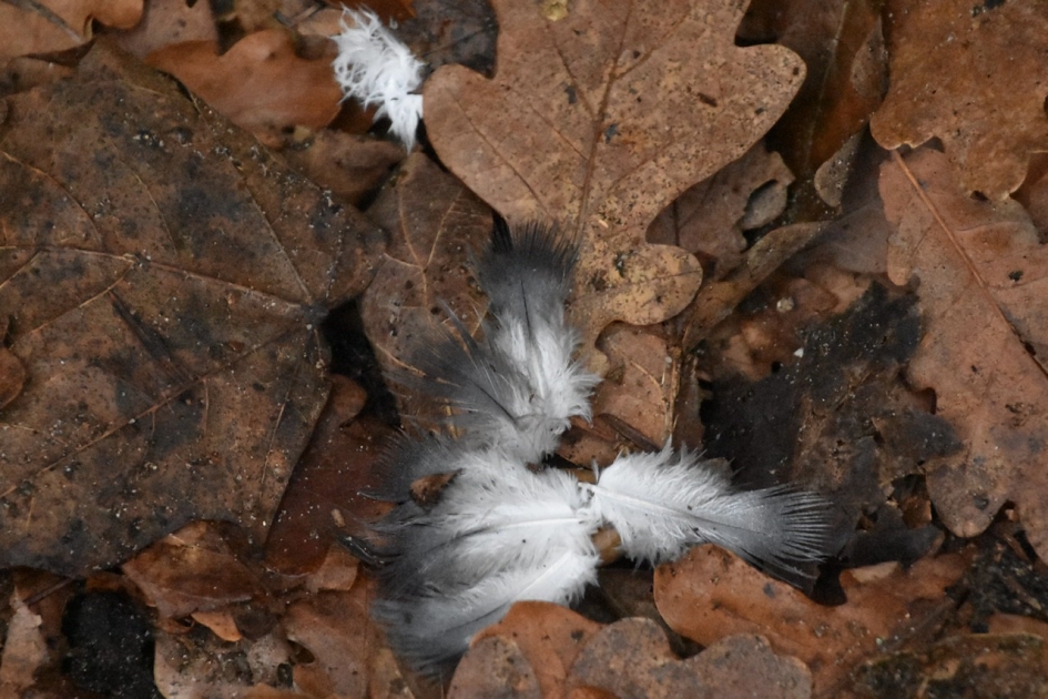 Vogel geplukt? - Vogels - 