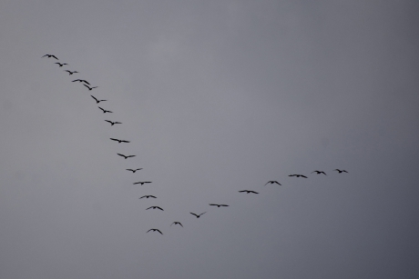 VREDE en VACCINATIE!
