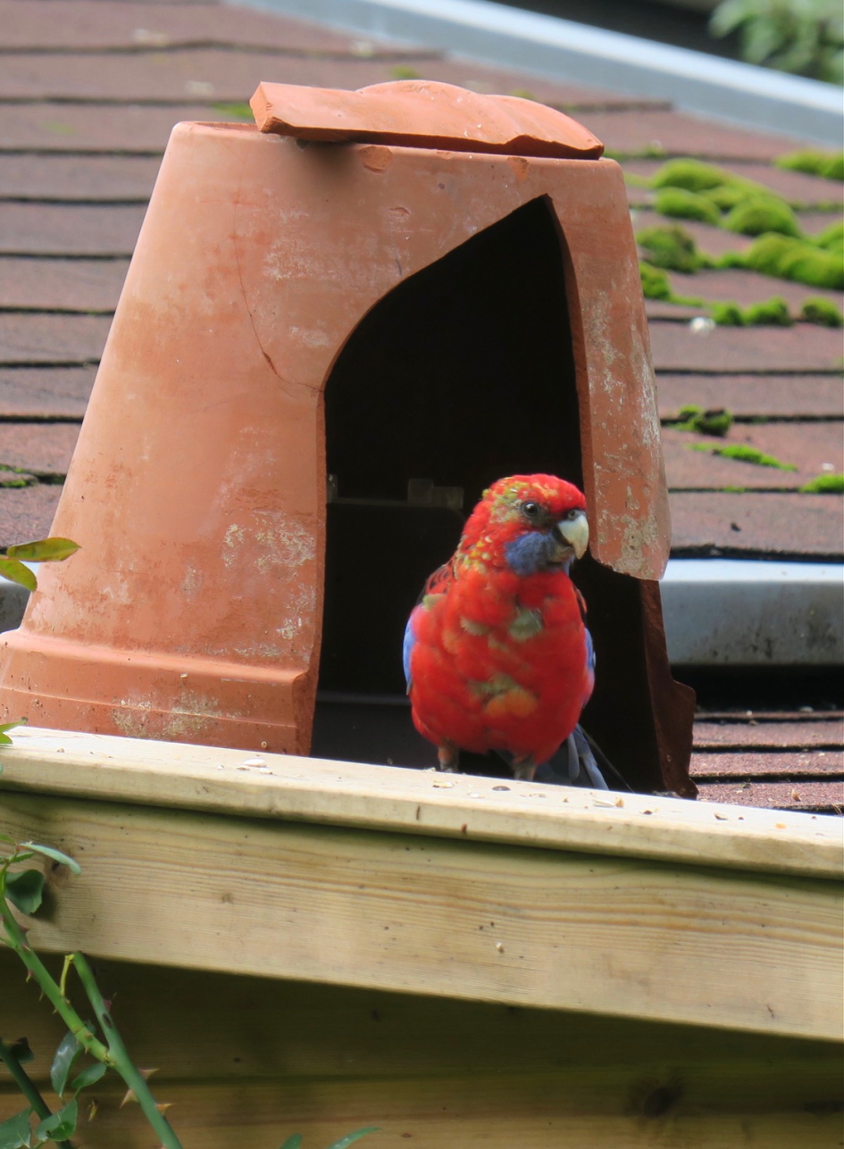 Vreemde tuingast - Vogels - Rosella