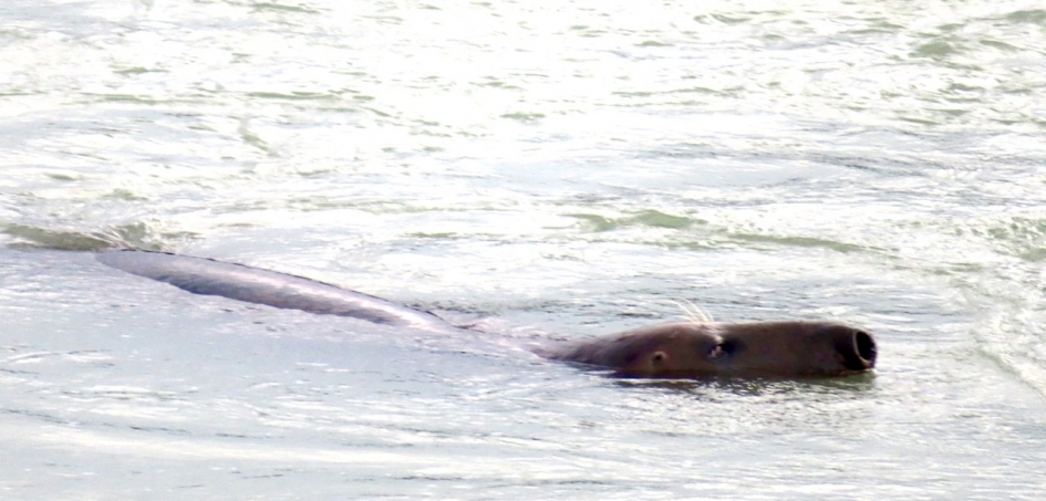 Vreemde zeehond - Zoogdieren - Grijze zeehond