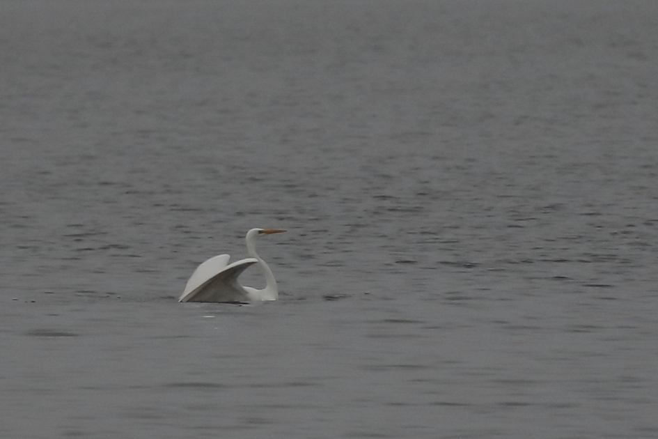 vreemde "zwaan" - Vogels - grote zilverreiger