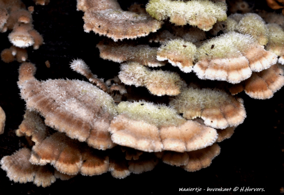 Waaiertje - bovenkant. - Schimmels - Waaiertje - bovenkant.