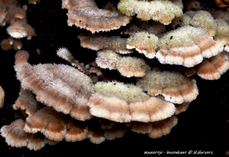 Waaiertje - bovenkant.