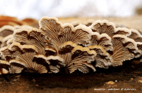 Waaiertje - onderkant.