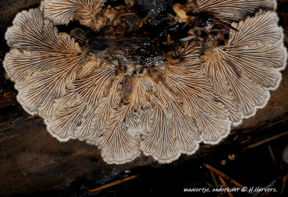 Waaiertje - onderzijde. - Schimmels - Waaiertje - onderzijde.