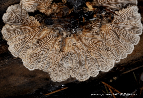 Waaiertje - onderzijde.