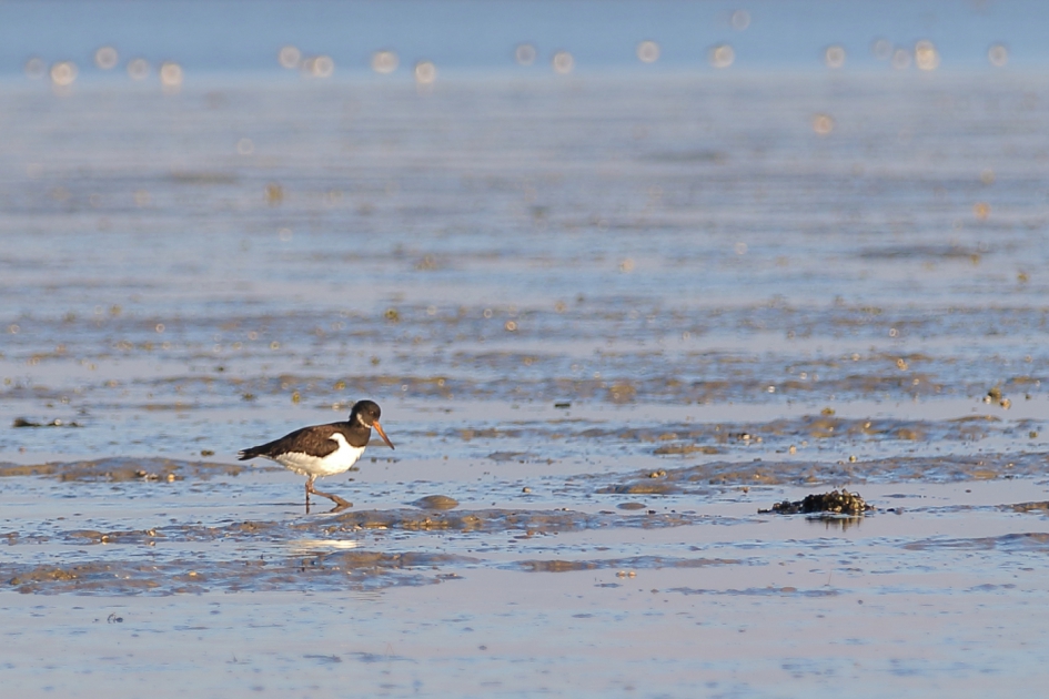 wadloper - Vogels - scholekster