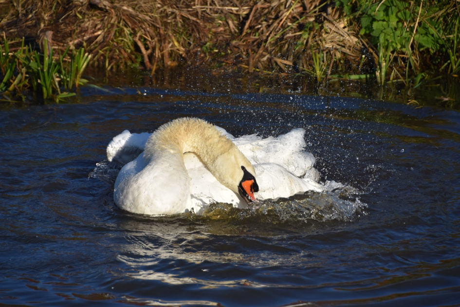 Wat zijn ze toch lenig - Vogels - 