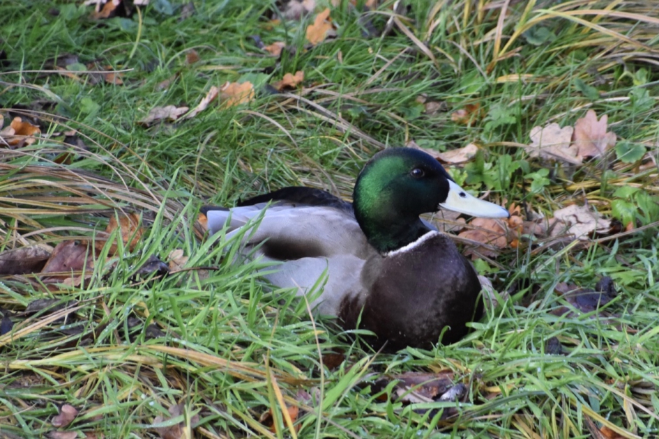 Wilde eend - Vogels - 