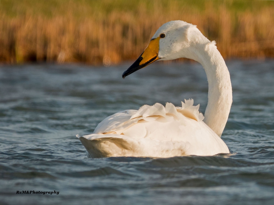 Wilde zwaan. - Vogels - Wilde zwaan.