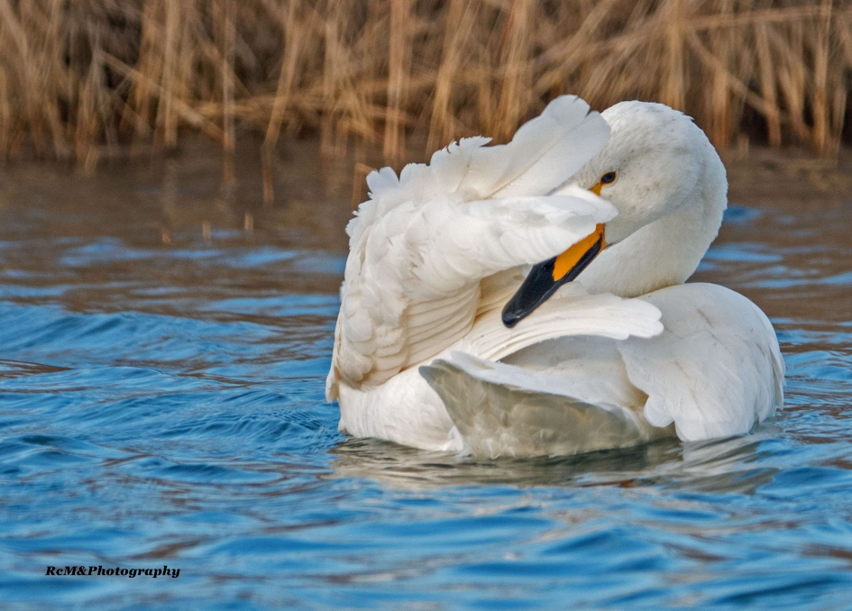 Wilde zwaan. - Vogels - Wilde zwaan.