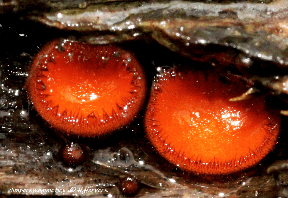 Wimperzwammetjes. - Schimmels - Wimperzwammetjes.