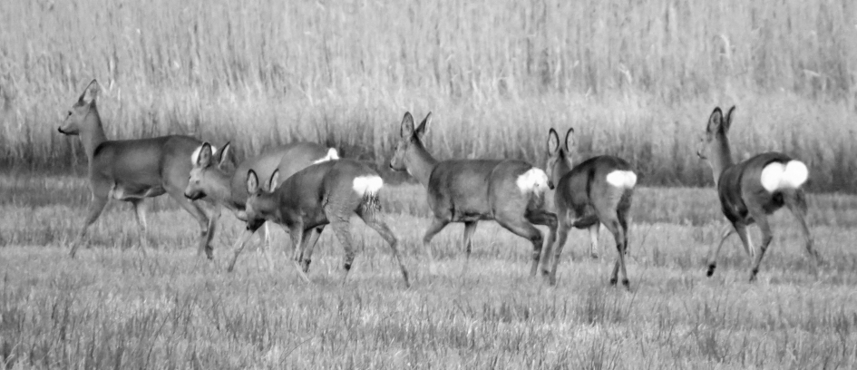 Witte kontjes - Zoogdieren - 