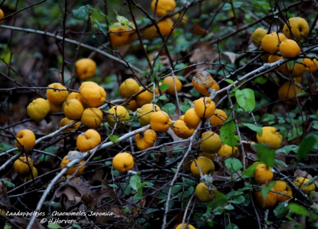 Zaadappeltjes van de Japanse Sierkwee - Chaenomeles japonica.
