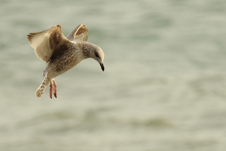 zilvermeeuw -1ste Kalenderjaar-