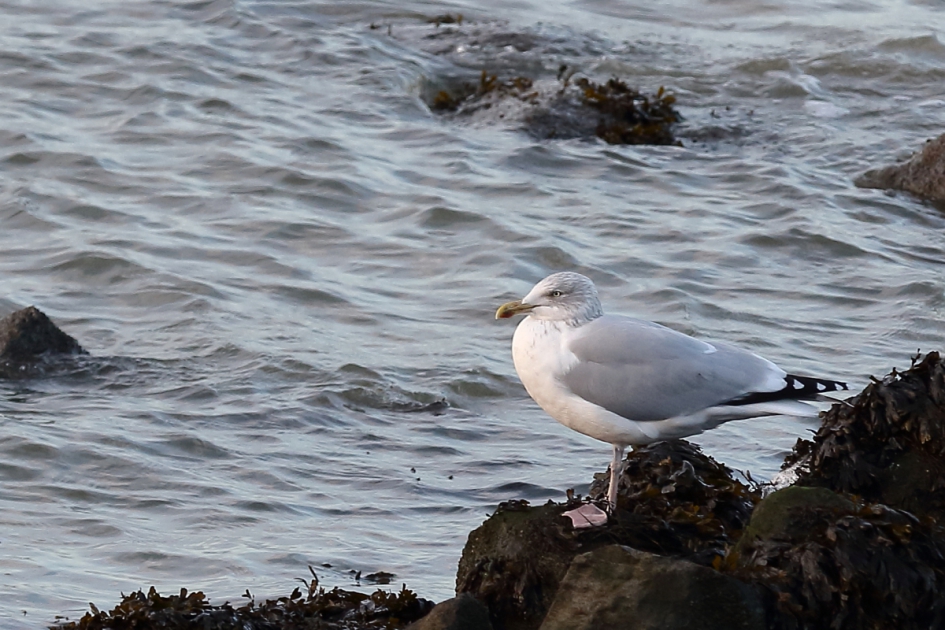 zilvermeeuw -adult- - Vogels - zilvermeeuw -adult-