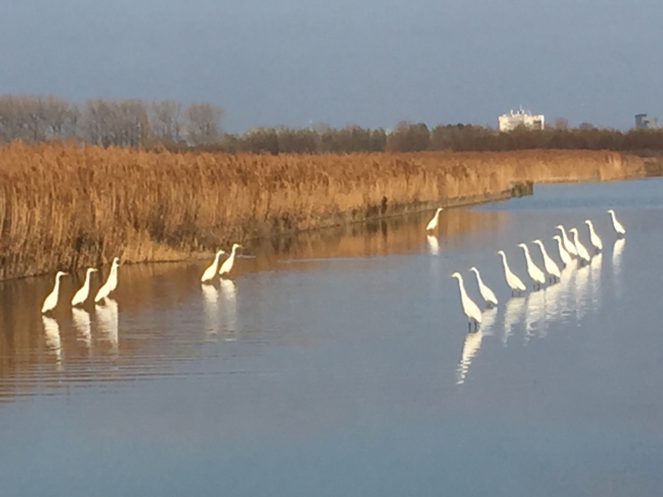 Zilverreigers in vergadering? - Vogels - Zilverreiger