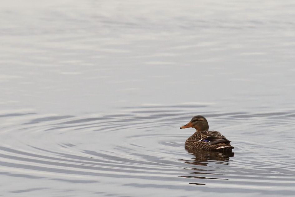 zomaar wat dobberen - Vogels - wilde eend -v-