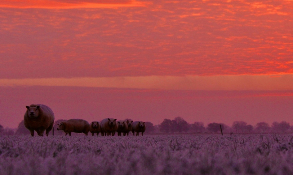 Zonsopkomst in Megchelen - Weer en landschap - 