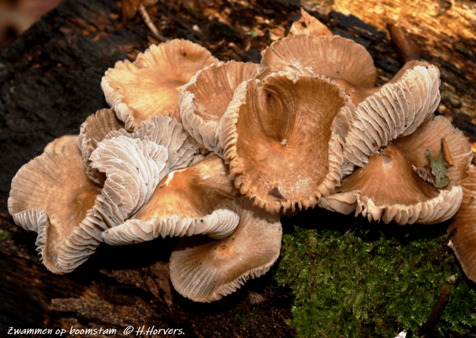 Zwammen op boomstam. - Schimmels - Zwammen op boomstam.