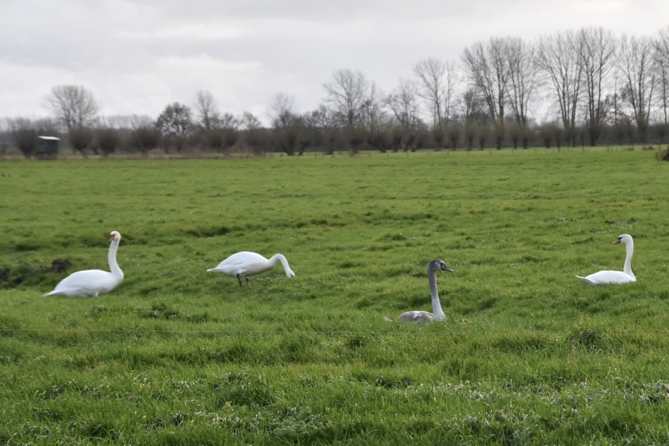 Zwanenfamilie - Vogels - 