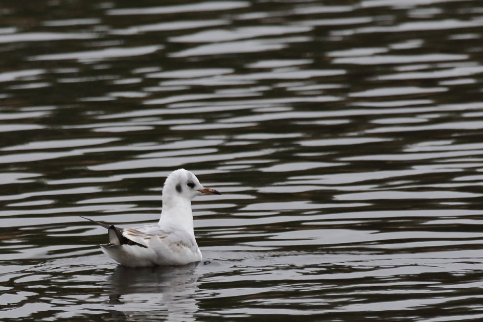 zwart-wit - Vogels - kokmeeuw [2de Kj]