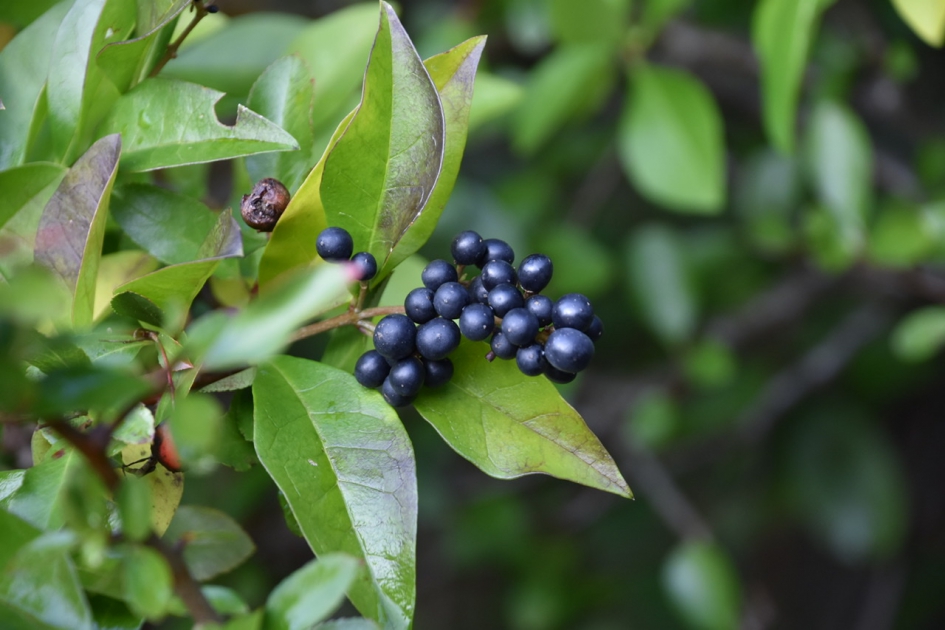 Zwarte besjes - Planten - 