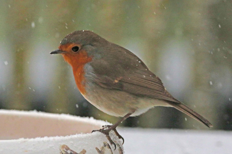 1e sneeuw - Vogels - roodborst