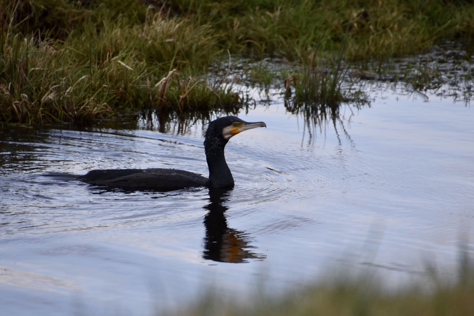 Aalscholver - Vogels - 