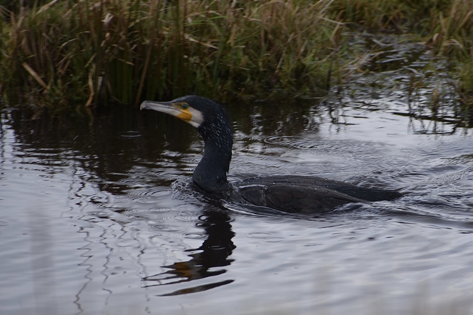 Aalscholver - Vogels - 
