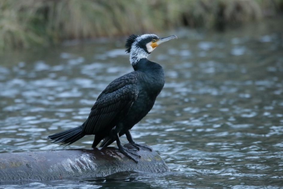 Aalscholver in broedkleed - Vogels - Aalscholver