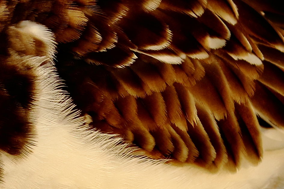 abstract - Vogels - steenloper