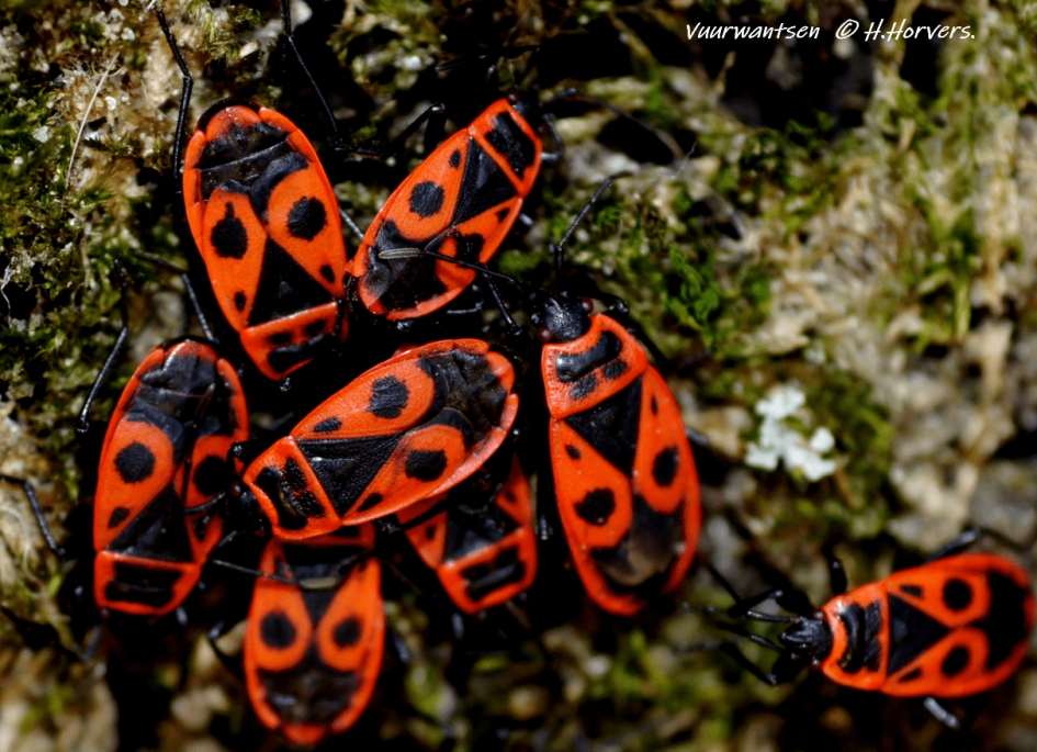 Allemaal rode mannekes - Geleedpotigen - Vuurwantsen