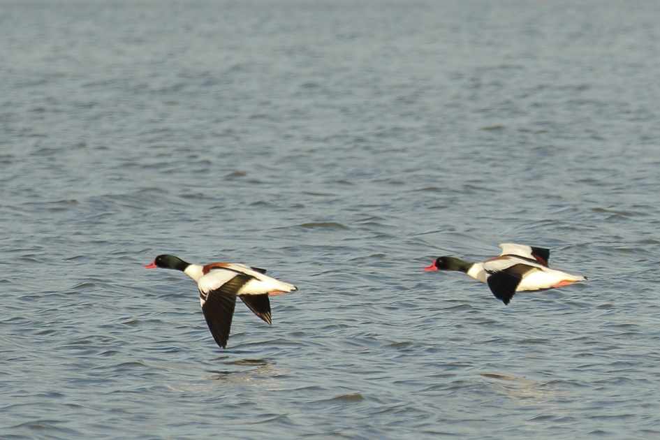 bergeend - Vogels - bergeend