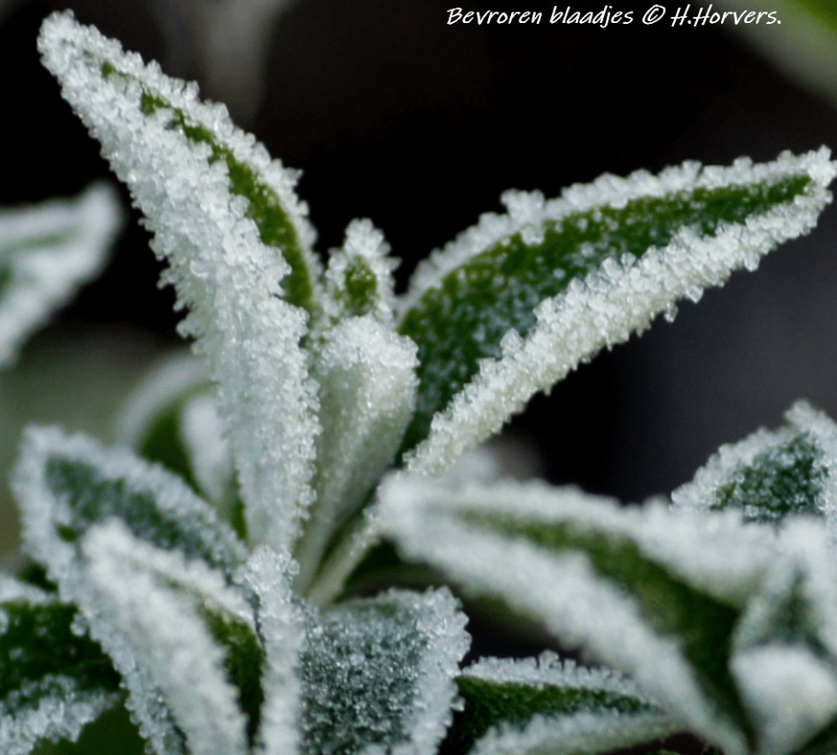 Bevroren blaadjes Vlinderstruik - Planten - Bevroren blaadjes Vlinderstruik