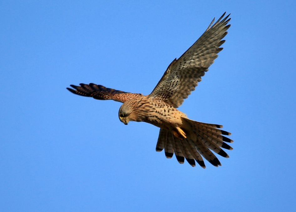 Biddende Torenvalk - Vogels - Torenvalk