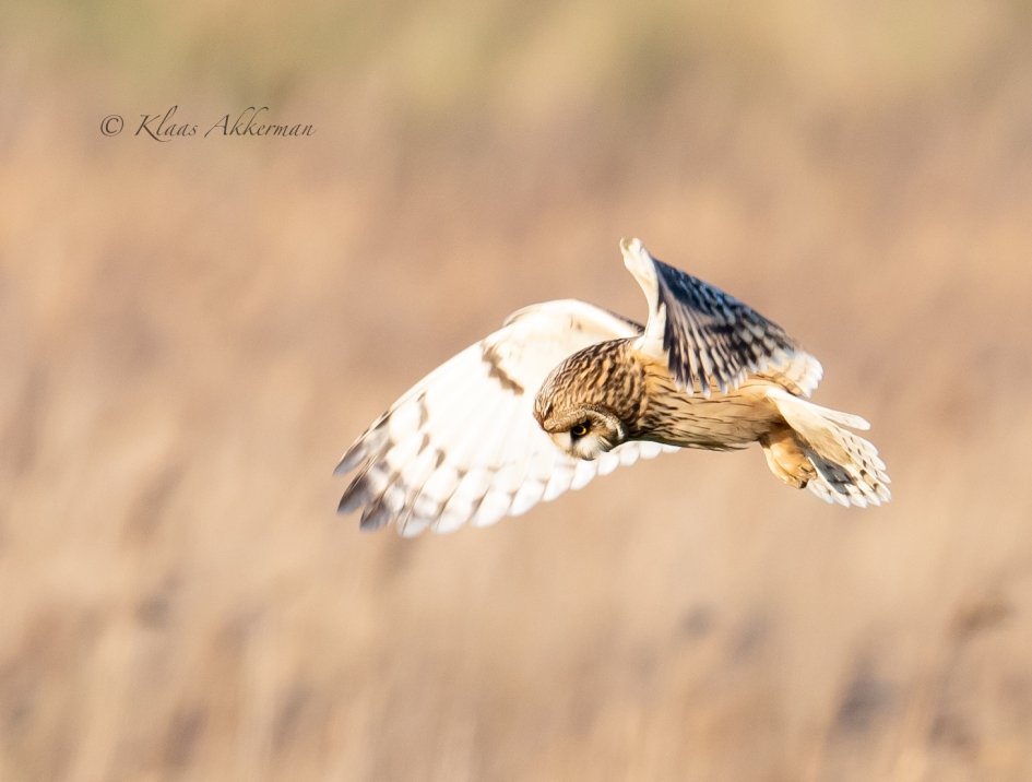 Biddende Velduil - Vogels - Velduil