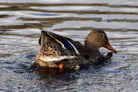 Bijna alle veren weer op zijn plaats