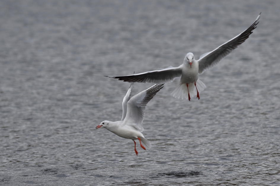 bijna botsing - Vogels - kokmeeuw [winterkleed]