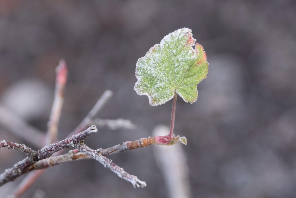 Blad van de ribes - Planten - 
