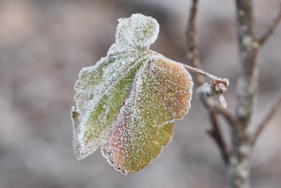 Blad van de ribes met suikerlaagje - Planten - 