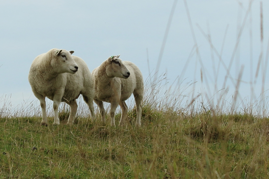 blik op oneindig - Zoogdieren - schaap