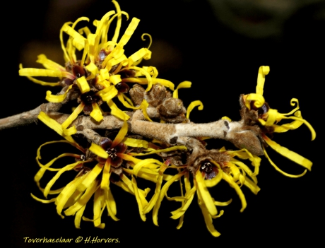 Bloeiende Toverhazelaar