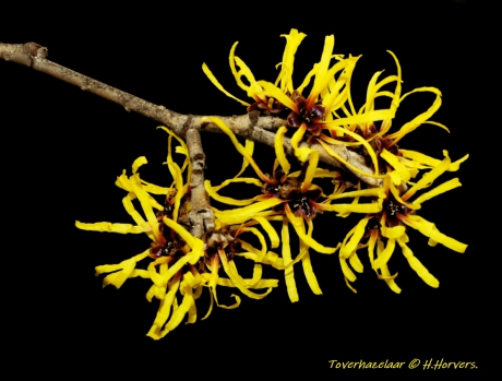 Bloeiende Toverhazelaar