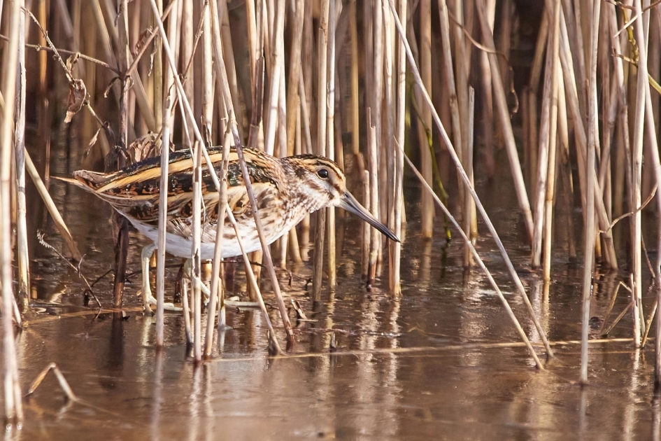 Bokje, liet zich vandaag even zien - Vogels - Bokje